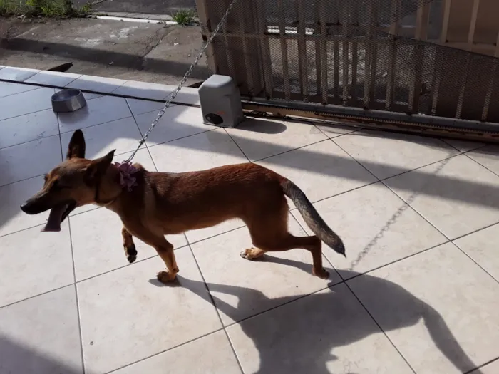 Cachorro raça Mestiça de cadela com pastor idade 7 a 11 meses nome Bela