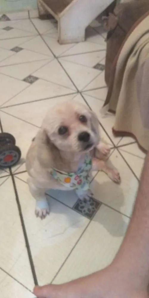 Cachorro ra a iihasa idade 3 anos nome Nome desconhecido