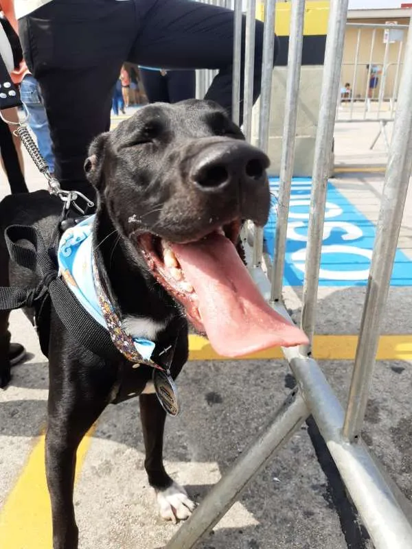 Cachorro ra a SRD idade 1 ano nome Banguela