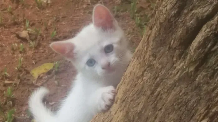 Gato raça  idade 2 a 6 meses nome sem nome