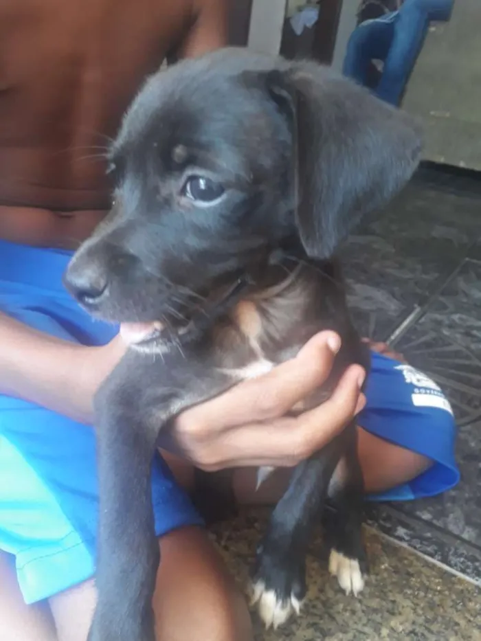 Cachorro raça Vira lata  idade Abaixo de 2 meses nome Nao identificado 
