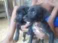 Nao identificado 