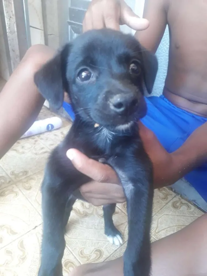 Cachorro raça Vira lata  idade Abaixo de 2 meses nome Nao identificado 