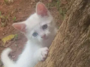 Gato raça  idade 2 a 6 meses nome sem nome