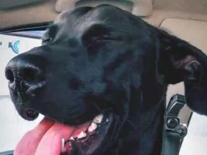 Cachorro ra a SRD idade 1 ano nome Banguela