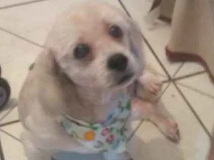 Cachorro ra a iihasa idade 3 anos nome Nome desconhecido