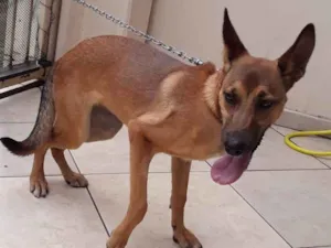 Cachorro raça Mestiça de cadela com pastor idade 7 a 11 meses nome Bela