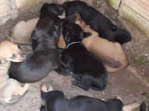 Cachorro ra a Sem raça definida  idade Abaixo de 2 meses nome Sem nomes 