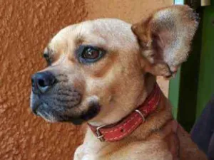 Cachorro raça SRD idade 7 a 11 meses nome Francis