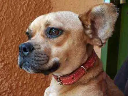 Cachorro ra a SRD idade 7 a 11 meses nome Francis