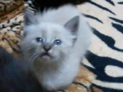 Gato raça Srd idade Abaixo de 2 meses nome Pretinho, branquinha