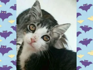 Gato raça Vira lata idade Abaixo de 2 meses nome Toby