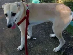 Cachorro raça Srd idade 1 ano nome Thor