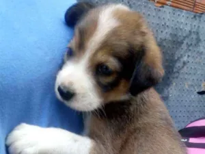 Cachorro raça SRD idade 2 a 6 meses nome Meninas fofas