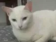 branca