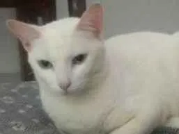Gato raça siamê idade 2 anos nome branca