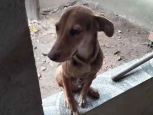 Cachorro raça Vira lata idade 2 a 6 meses nome Urso