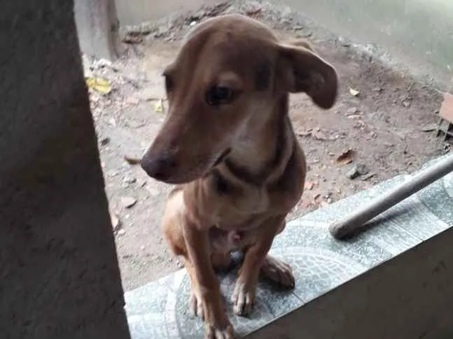 Cachorro ra a Vira lata idade 2 a 6 meses nome Urso