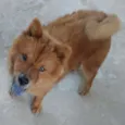 Tufão