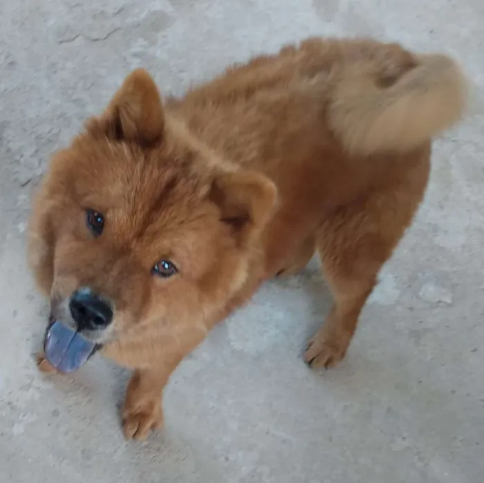Cachorro raça Chow-Chow idade 7 a 11 meses nome Tufão