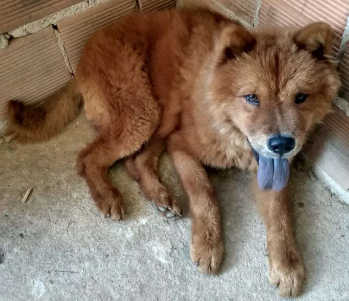 Cachorro raça Chow-Chow idade 7 a 11 meses nome Tufão