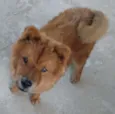 Tufão