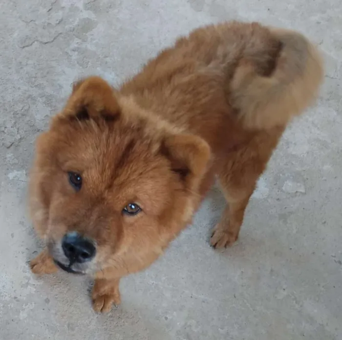 Cachorro raça Chow-Chow idade 7 a 11 meses nome Tufão