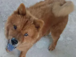 Cachorro raça Chow-Chow idade 7 a 11 meses nome Tufão
