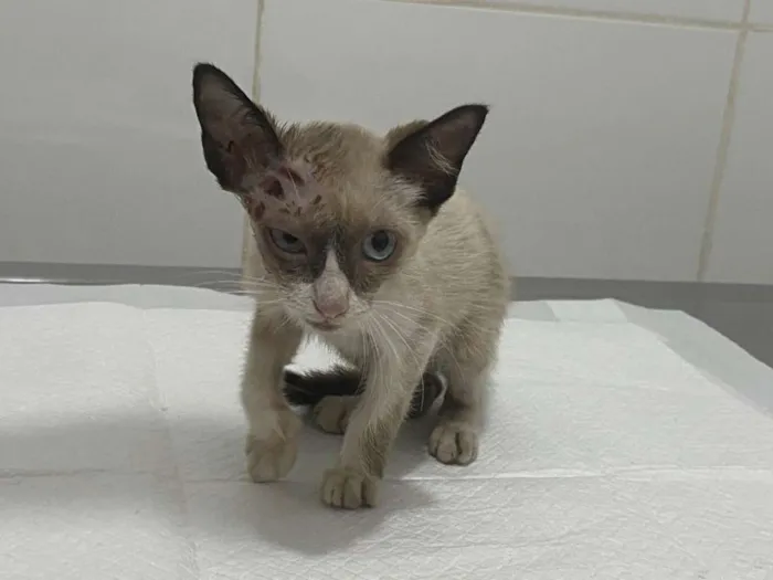 Gato raça SRD idade 2 a 6 meses nome Ágata