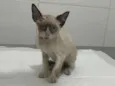 Ágata
