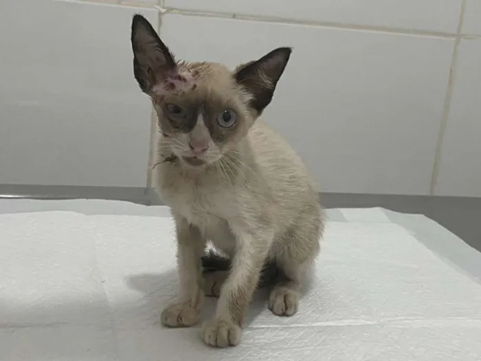 Gato raça SRD idade 2 a 6 meses nome Ágata