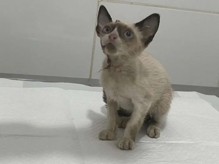 Gato raça SRD idade 2 a 6 meses nome Ágata