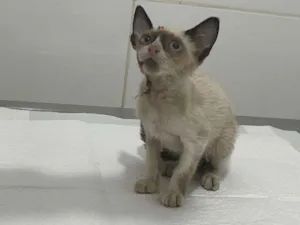 Gato raça SRD idade 2 a 6 meses nome Ágata