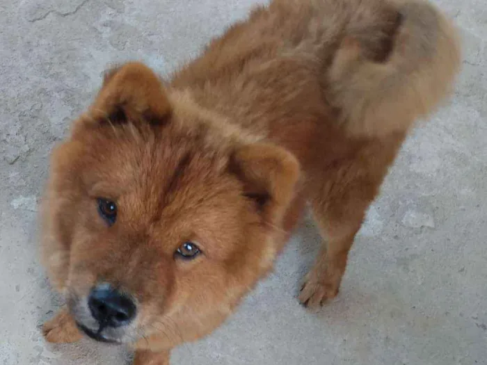Cachorro raça Chow-Chow idade 7 a 11 meses nome Tufão