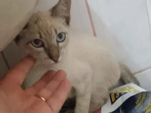 Gato raça SRD idade 2 a 6 meses nome Teo