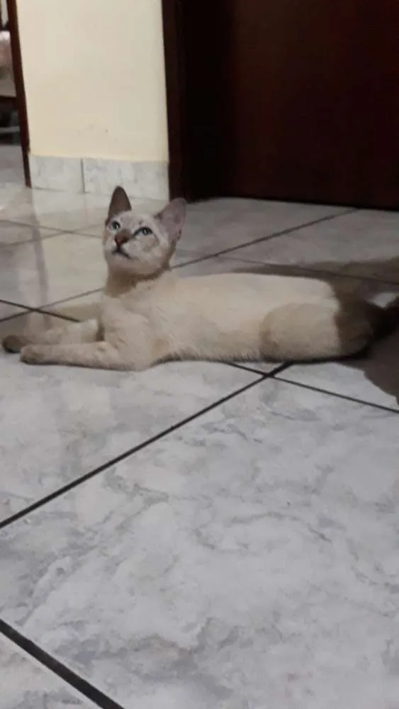 Gato ra a SRD idade 2 a 6 meses nome Teo