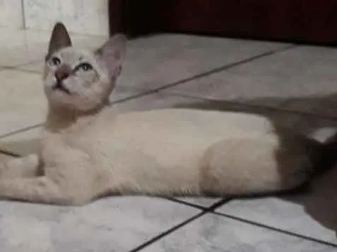 Gato ra a SRD idade 2 a 6 meses nome Teo