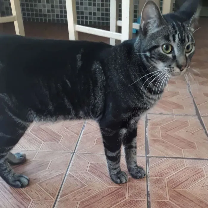 Gato ra a Indefinida idade 7 a 11 meses nome Chico