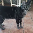 Chico