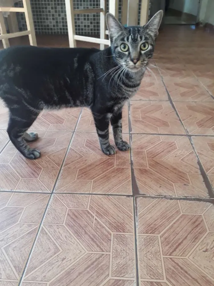 Gato ra a Indefinida idade 7 a 11 meses nome Chico