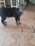 Chico