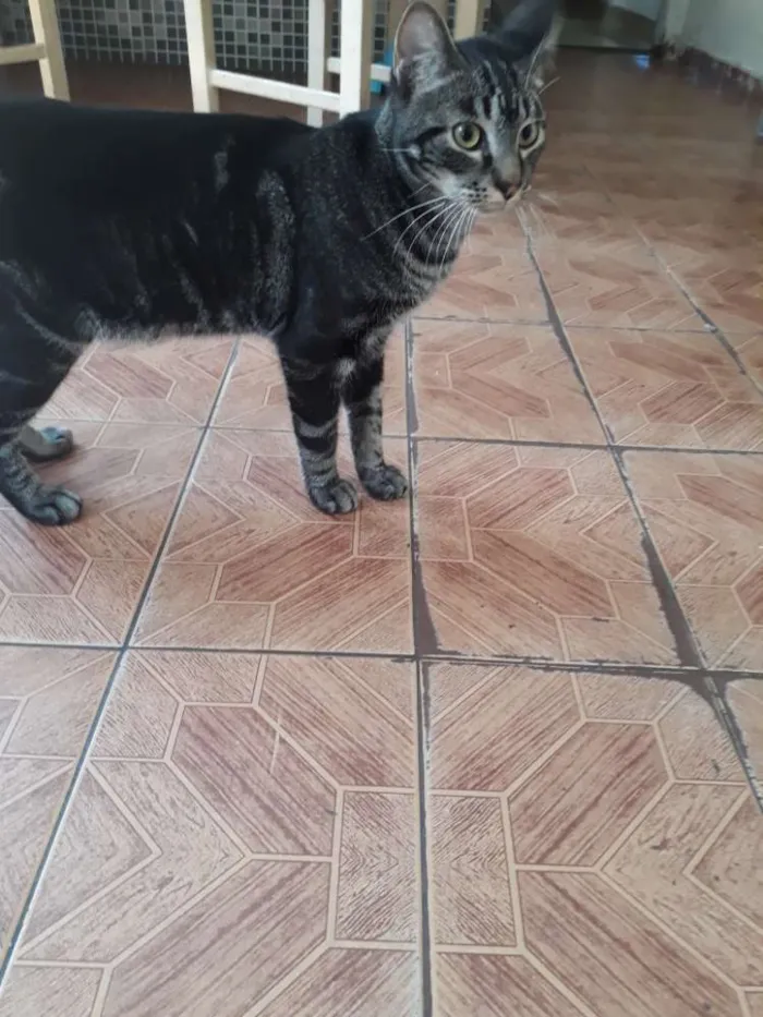 Gato ra a Indefinida idade 7 a 11 meses nome Chico
