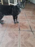 Chico