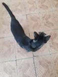Chico