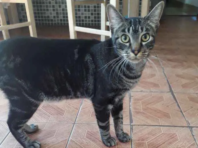 Gato ra a Indefinida idade 7 a 11 meses nome Chico
