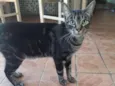 Chico