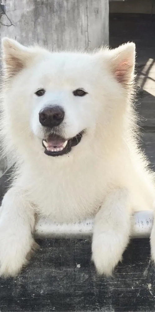 Cachorro ra a Samoieda idade 5 anos nome Bruce