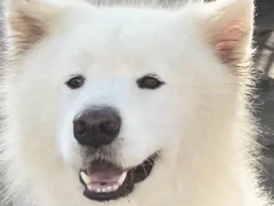 Cachorro raça Samoieda idade 5 anos nome Bruce