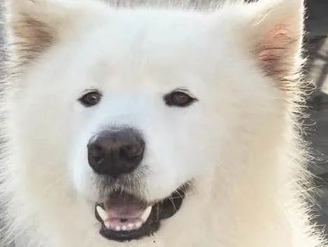 Cachorro ra a Samoieda idade 5 anos nome Bruce