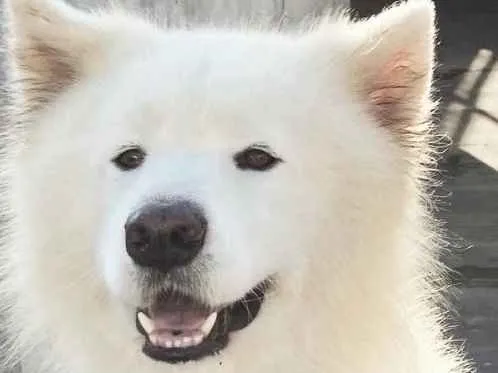 Cachorro ra a Samoieda idade 5 anos nome Bruce